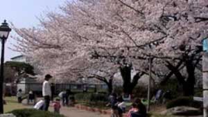 2005.4.8　横浜水道記念館の桜