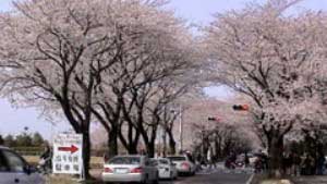 2006.4.1　海軍道路の桜(横浜市瀬谷区)