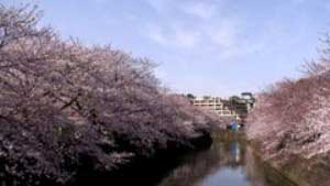 2008.3.29　弘明寺・大岡川の桜