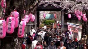 2008.3.29　称名寺の桜