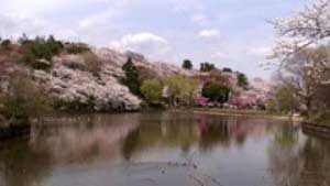 2008.3.29　三ツ池公園の桜