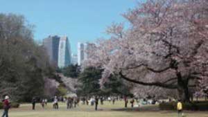 2011.4.6　新宿御苑の桜満開