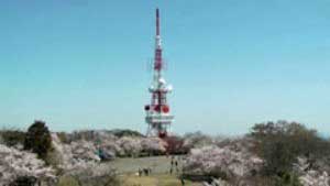 湘南平の桜と高来神社景