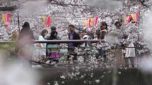 2013.3.20　目黒川の桜(大崎～中目黒)
