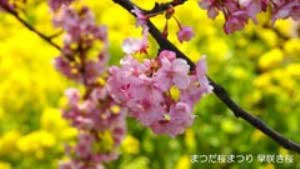 2014.3.9　まつだ桜まつり(早咲き桜・菜の花)