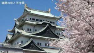 2014.3.31 名古屋城の桜