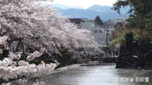 2014.4.2 小田原城の桜(花吹雪)