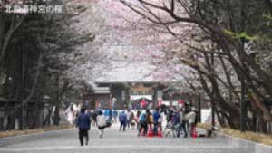 2014.5.5 北海道神宮の桜