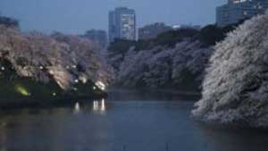 2015.4.1 千鳥ヶ淵の桜(ライトアップ)