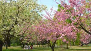 2017.5.5 弘前公園の遅咲き桜