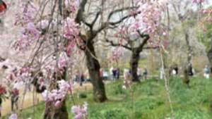 新宿御苑の桜(花見客)