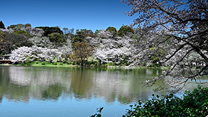 三ツ池公園の桜(日本さくら名所100選)