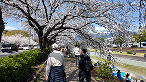 水無川河畔の桜並木見頃
