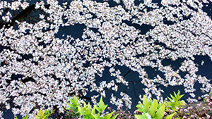 小田原城の桜(花筏)