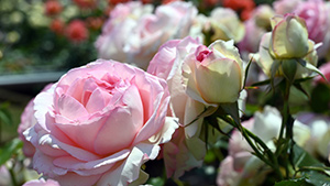 神代植物公園「春の薔薇」