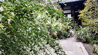 初秋の鎌倉を歩く(彼岸花・萩など)