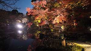 鎌倉・長谷寺の紅葉(ライトアップ)