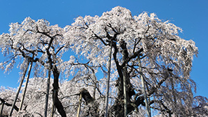 三春滝桜(国指定天然記念物)と菜の花
