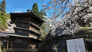 さざえ堂(国指定重要文化財)の桜