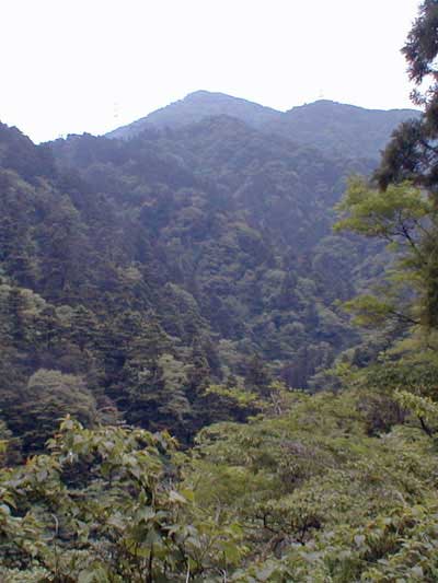 丹沢札掛のモミの原生林