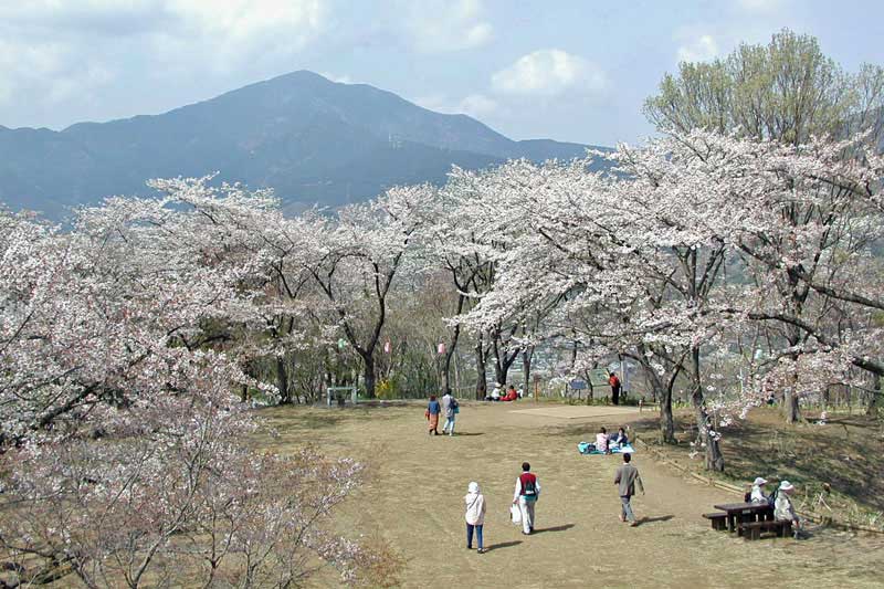 桜のみち弘法山ハイキング 久保 鶴巻温泉 神奈川ウォーキング 週末ウォーキング