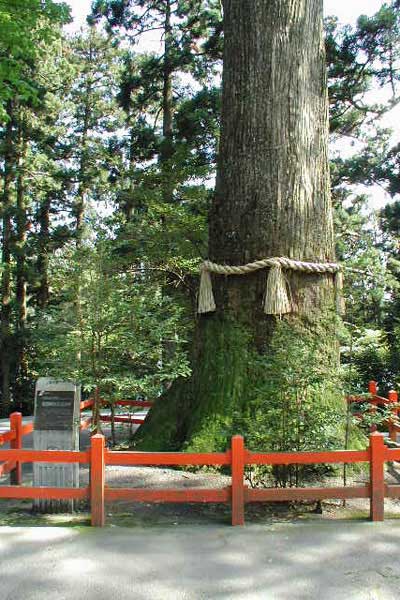 箱根神社の矢立のスギ