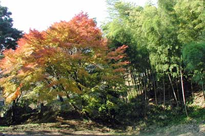 紅葉と竹林