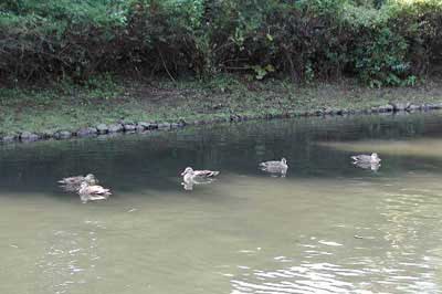 水鳥の池のカモ