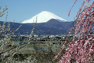 梅林と富士山