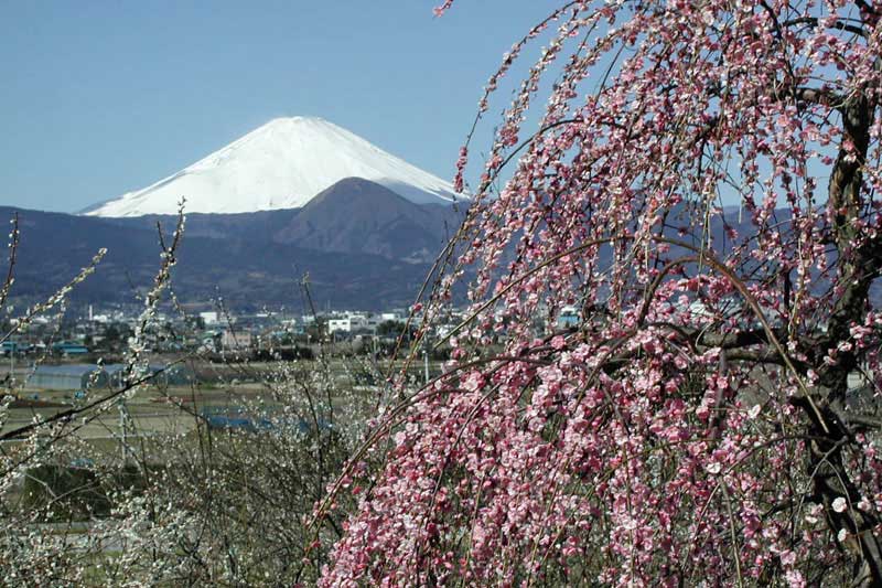 枝垂れ梅と富士山