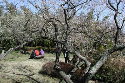 辻村植物公園