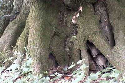 タブノキの老木