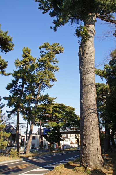 大磯宿 東海道松並木