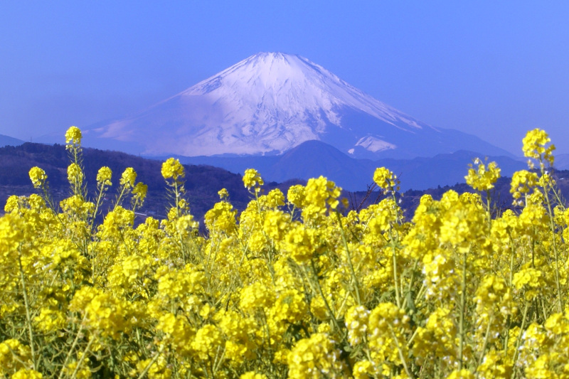 満開の菜の花と富士山