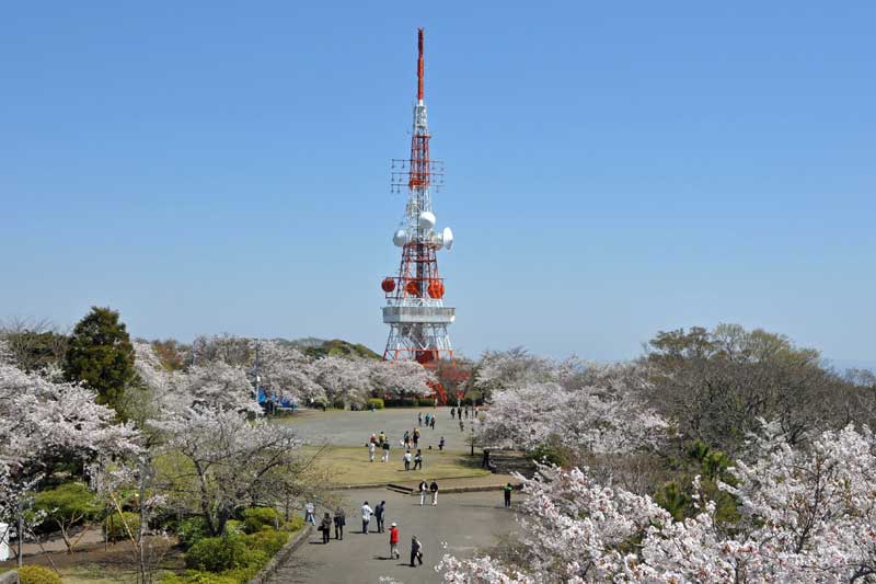 湘南平の桜と高来神社