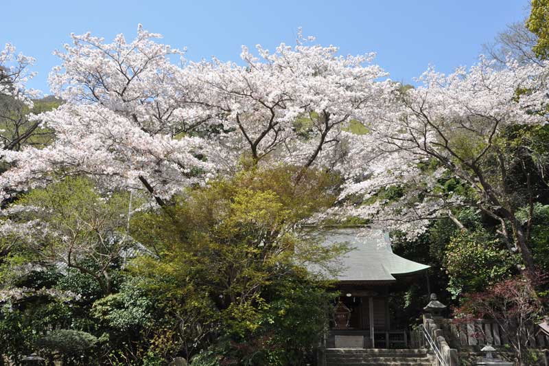 神輿堂と桜