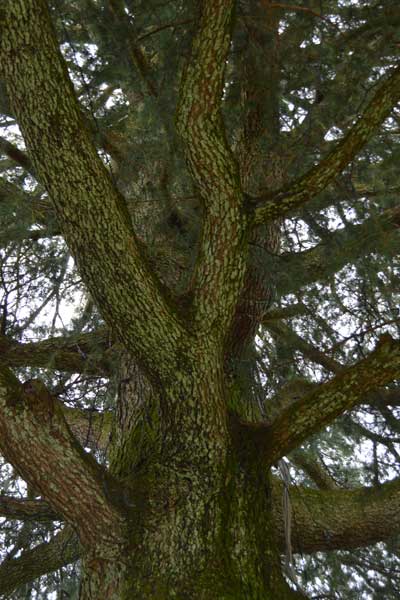 ヒラマヤ杉