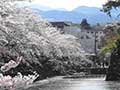 小田原城の桜(花吹雪)