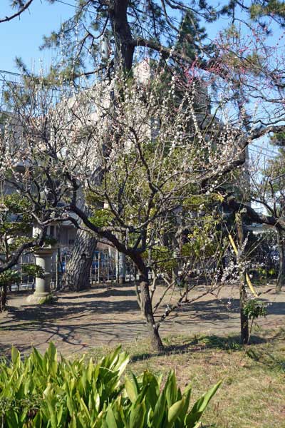 日本庭園の梅林