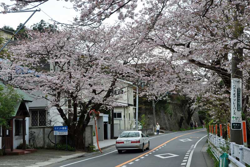 鎌倉山の桜(鎌倉山集会所近く)