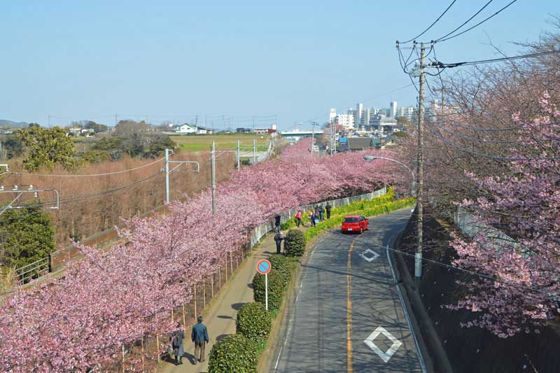 三浦海岸桜まつり 河津桜 三浦海岸 神奈川ウォーキング 週末ウォーキング