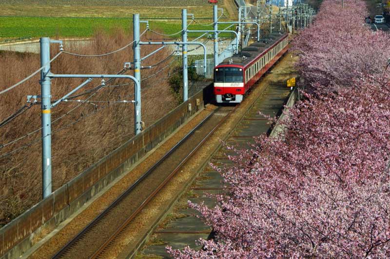 河津桜と京急電車