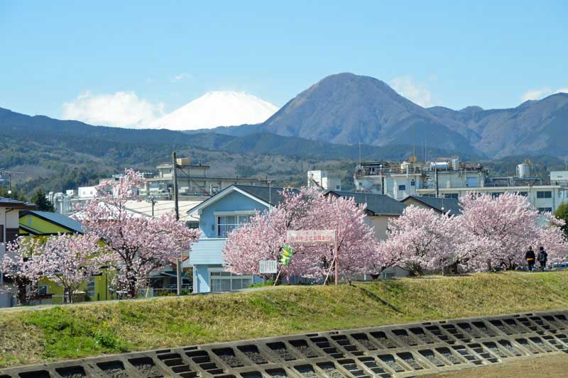桜並木と富士山