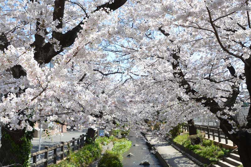 緑橋から眺める満開の桜