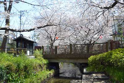 宿之島橋の桜