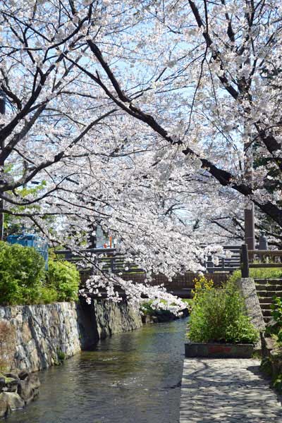 稲荷橋付近の桜