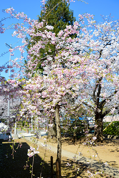宿河原稲荷神社の桜
