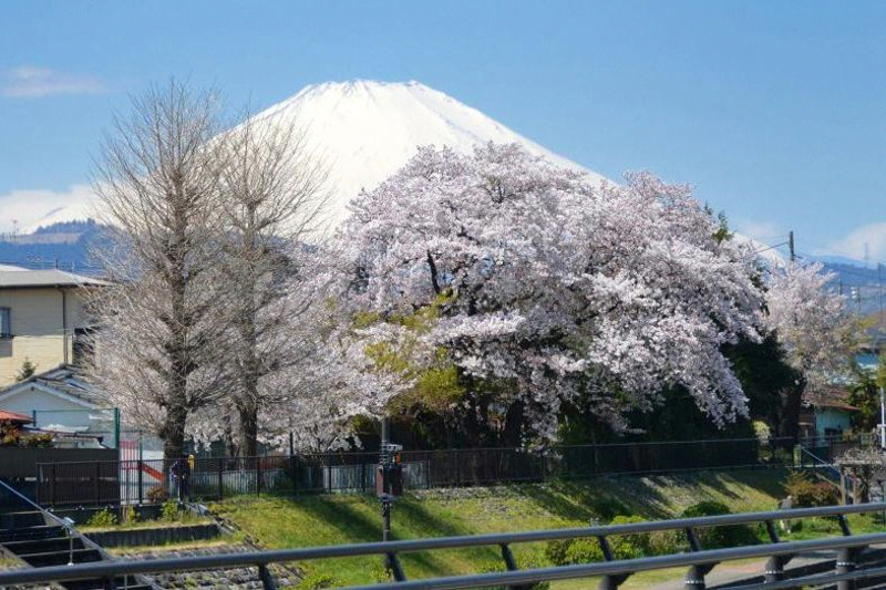 市役所付近から眺める富士山