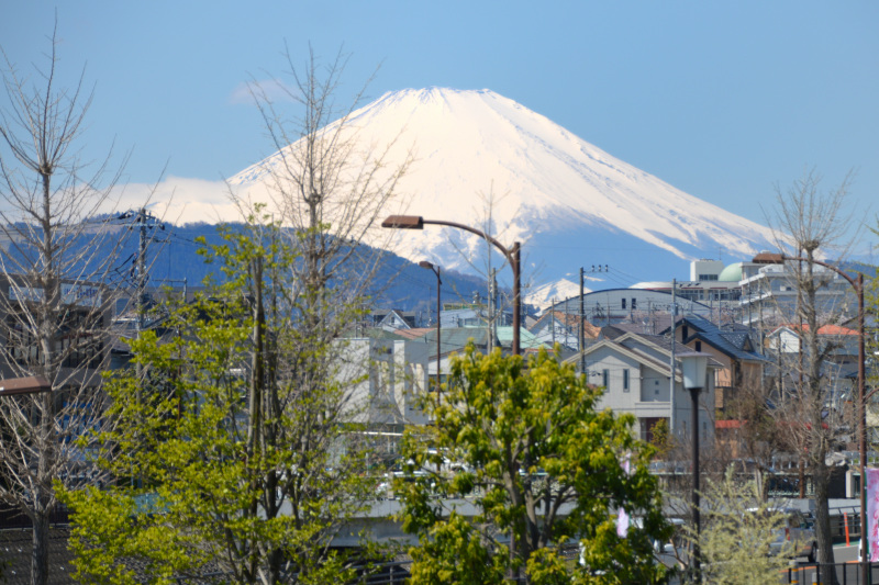 市役所付近から眺める富士山