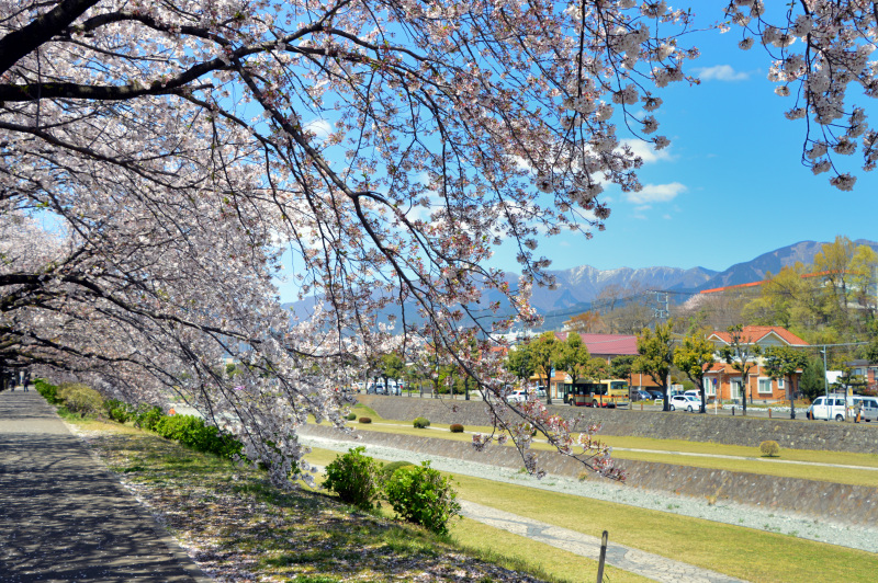 桜並木と丹沢の山々